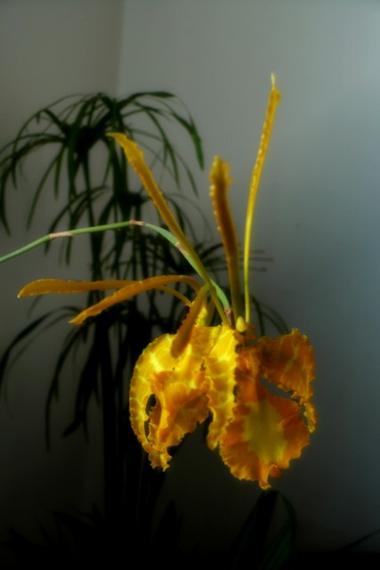 Psychopsis Mariposa alba duo2.jpg