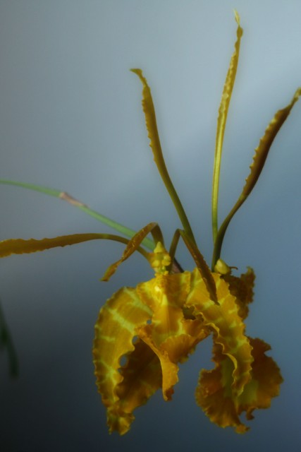 Psychopsis Mariposa alba duo3.jpg