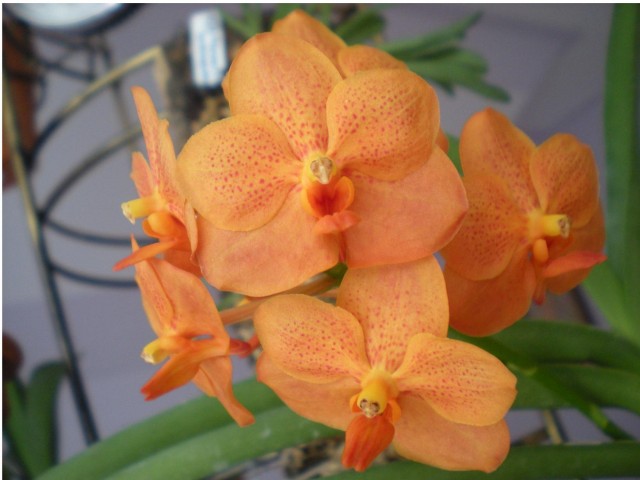 Ascocenda Su Fun Beauty.JPG