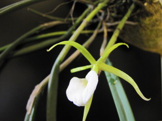 Brassavola cordata 4.JPG