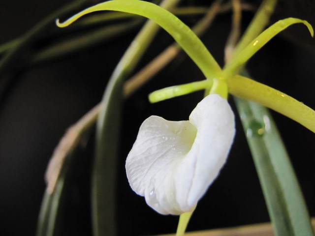 Brassavola cordata 6.JPG