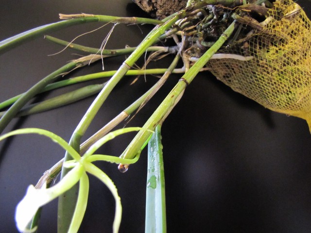 Brassavola cordata 7.JPG