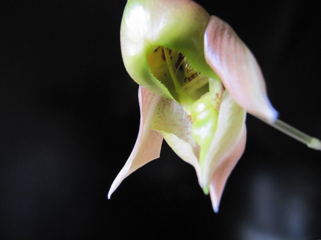 Catasetum viridiflavum 9.JPG