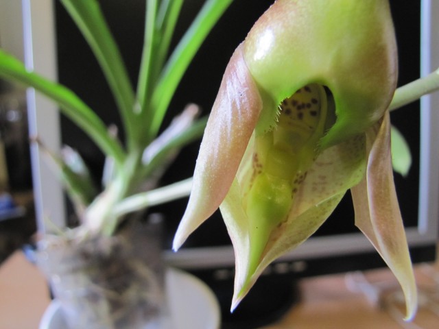 Catasetum viridiflavum 11.JPG
