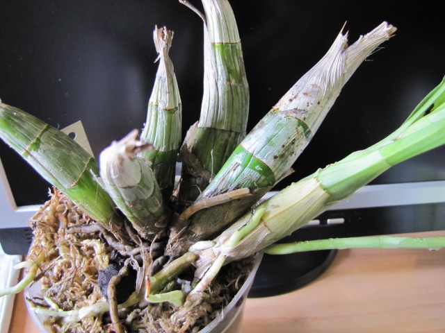 Catasetum viridiflavum 12.JPG