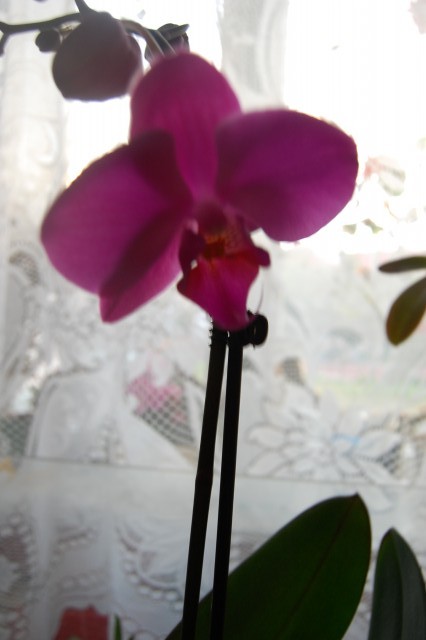 Phalaenopsis1 (1).JPG