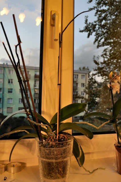 Phal. amabilis.JPG