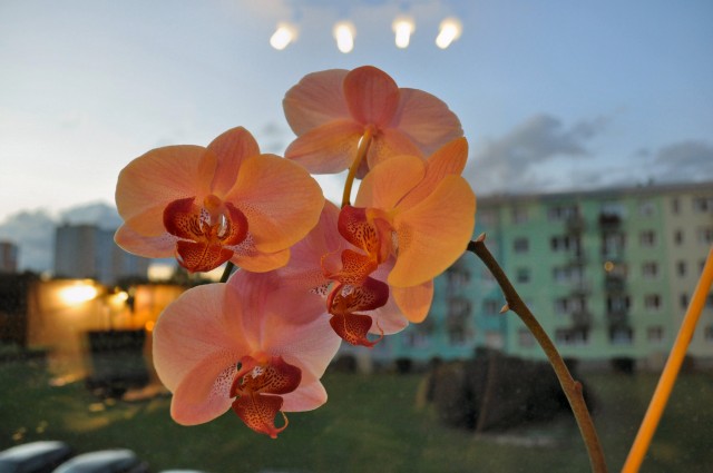 Phal. Carmelas Pixi 2.JPG