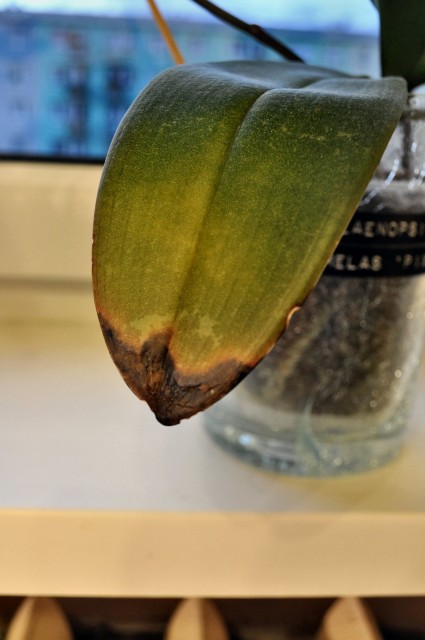 Phal. Carmelas Pixi 3.JPG