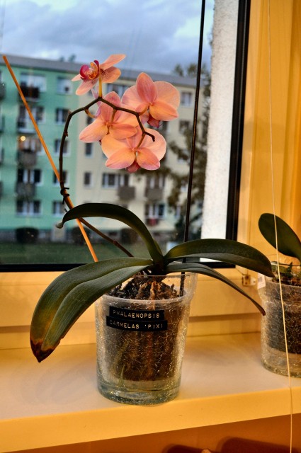 Phal. Carmelas Pixi 1.JPG