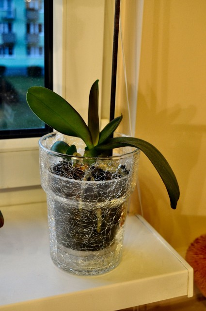 Phal. nie wiem jaki.JPG