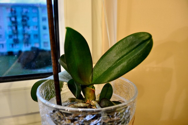 Phal. nie wiem jaki 2.JPG