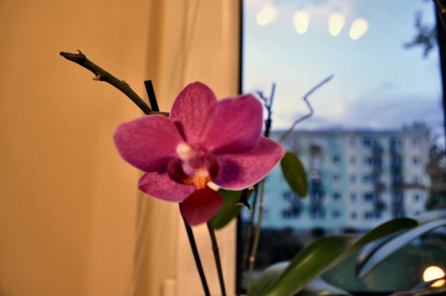 Kwiat phal. bez nazwy 2.JPG