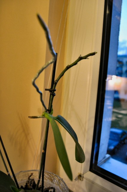 Keik phal. bez nazwy 2a.JPG