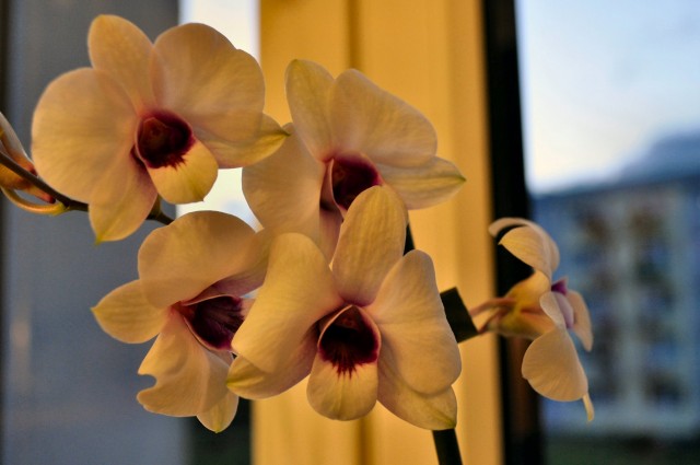 Dendrobium somsak 1.JPG