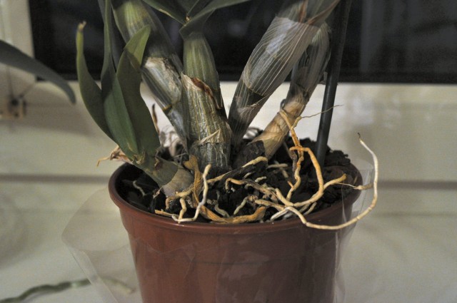 Dendrobium somsak 3.JPG