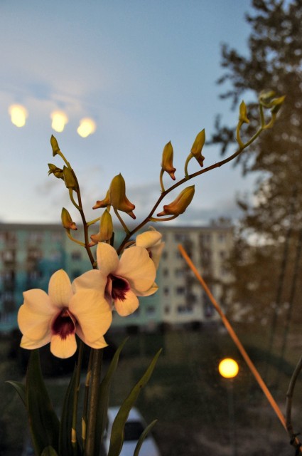 Dendrobium somsak 4.JPG