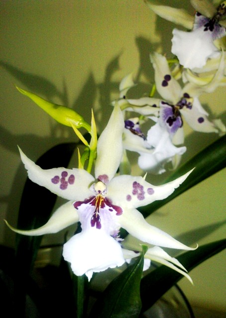 P300909_17.050001 - Kopia.JPG