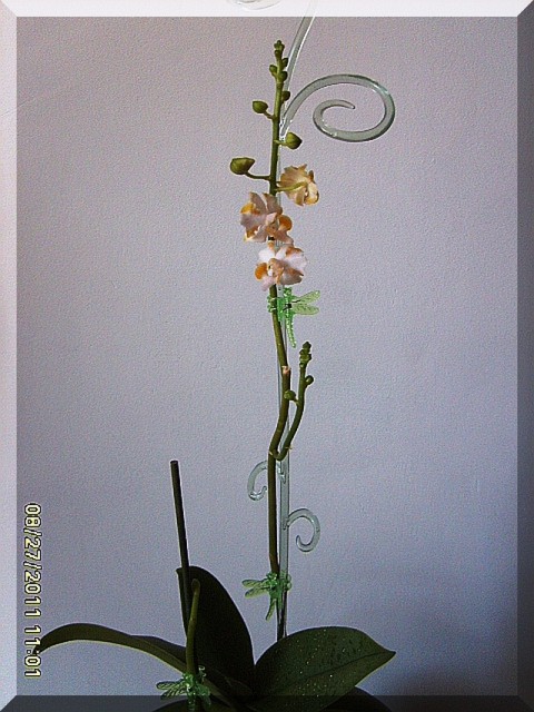 III doritis 2011.jpg