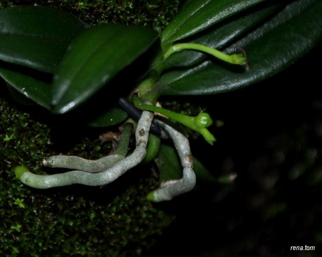 Haraella - Kopia.JPG