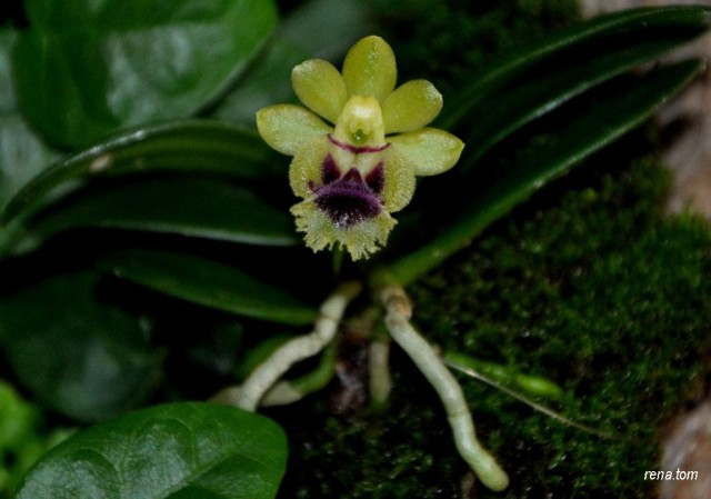 DSC_0526 - Kopia - Kopia.JPG