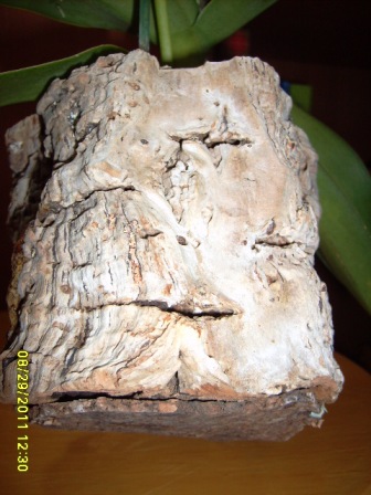 doritis doniczka z korka.JPG