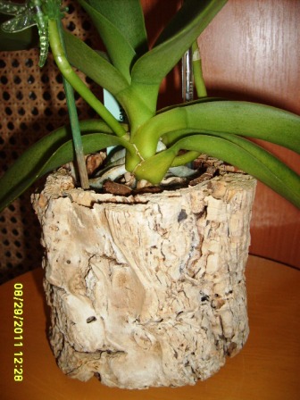 doritis w doniczce z korka.JPG