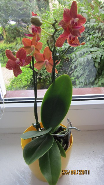 Phal. Barbara Moller x Venosa.JPG
