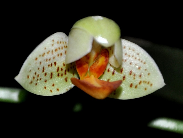 DSC_0954 - Kopia.JPG