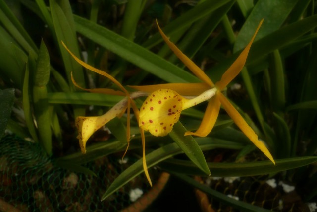 Brassolaeliocattleya Richard Mueller.jpg