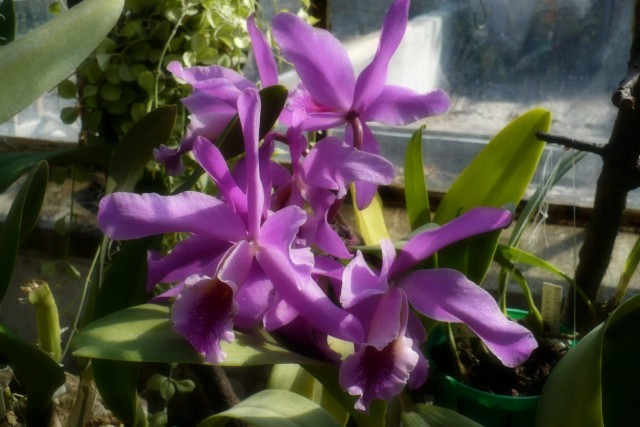 Cattleya1.jpg