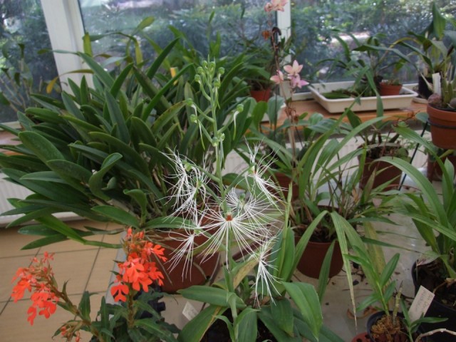 Habenaria myriotricha.jpg