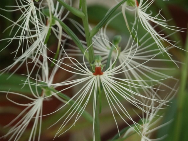 Habenaria myriotricha,.jpg
