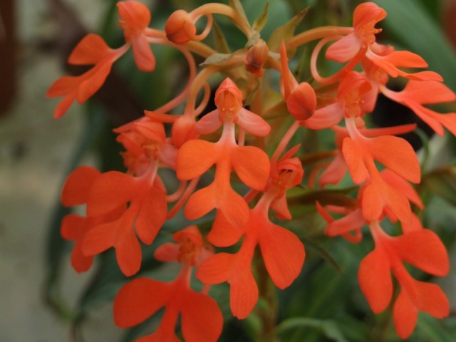 Habenaria rhodohilla.,..jpg