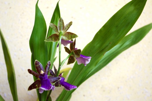 zygopetalum_everspring_110813_01.jpg