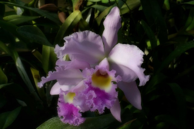 Cattleya2.jpg