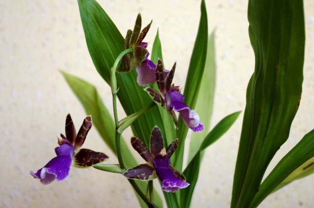 zygopetalum_everspring_110813_02.jpg