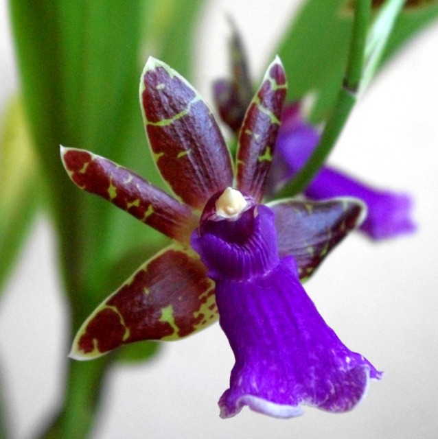 zygopetalum_everspring_110813_03.jpg