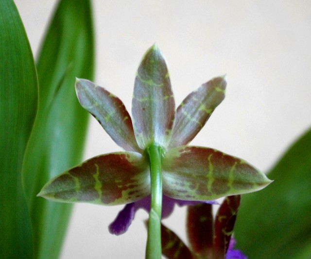 zygopetalum_everspring_110813_04.jpg