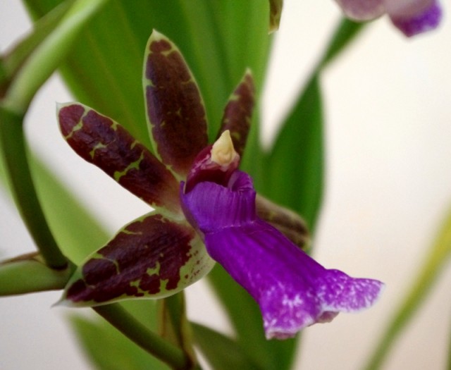 zygopetalum_everspring_110813_05.jpg