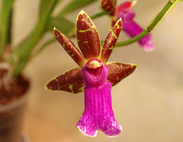 zygopetalum_everspring_110813_08.jpg