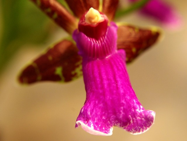 zygopetalum_everspring_110813_10.jpg