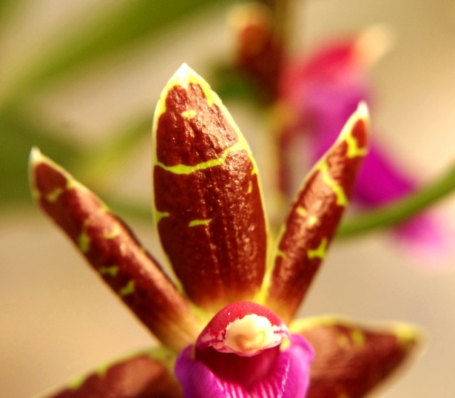 zygopetalum_everspring_110813_11.jpg