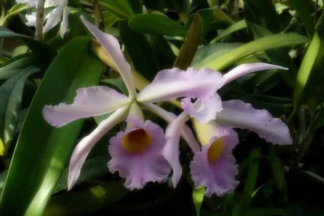Cattleya3.jpg