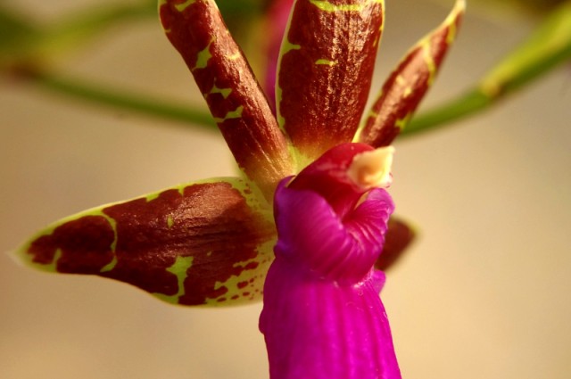 zygopetalum_everspring_110813_12.jpg