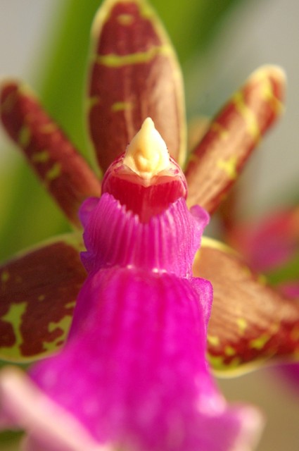 zygopetalum_everspring_110813_13.jpg