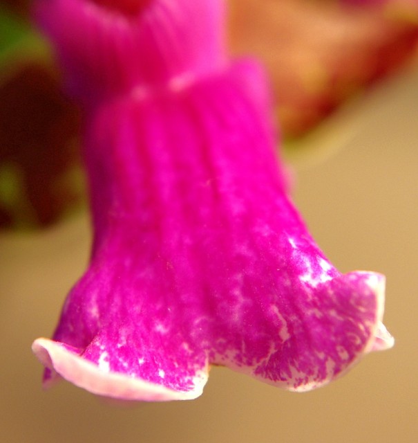 zygopetalum_everspring_110813_15.jpg