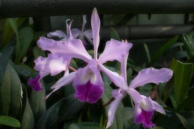 Cattleya5.jpg