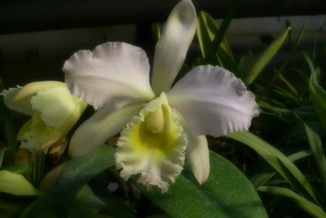 Cattleya6.jpg