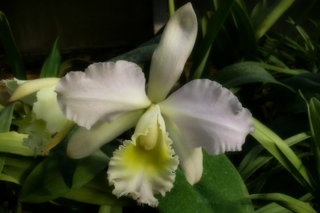 Cattleya10.jpg